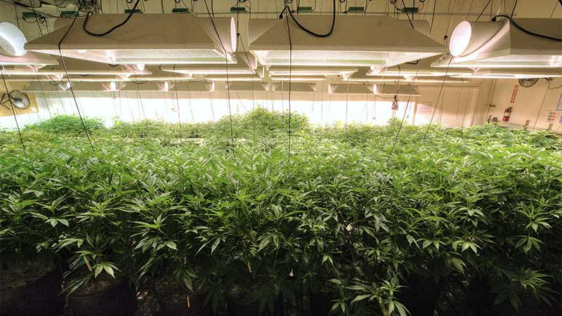 Cannabis Cultivation Facility Design | Design Resource Team